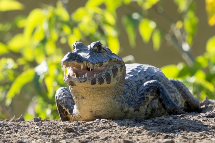 Pantanal jacare.jpg